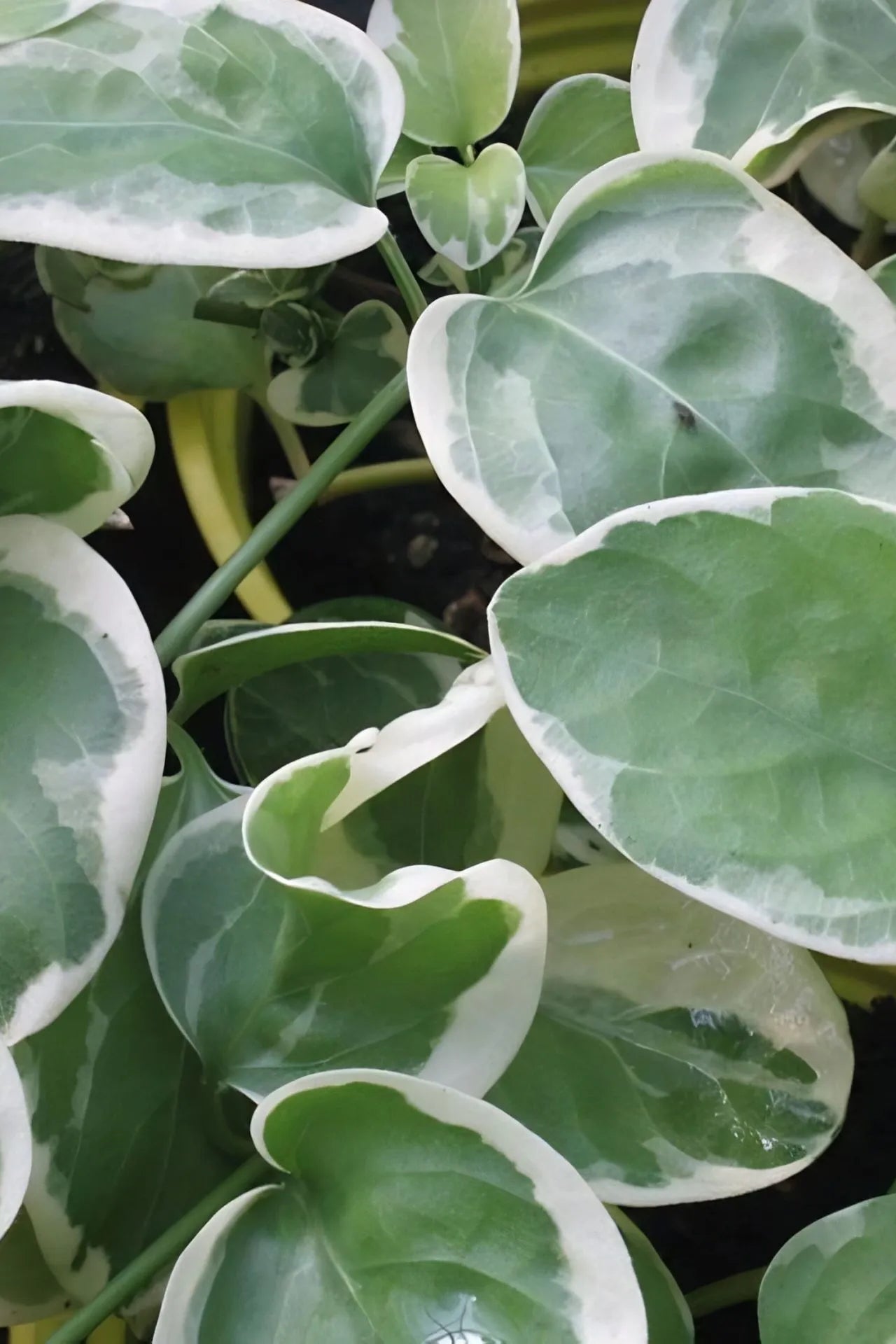 Vinca Variegated up close ©Clesen Wholesale