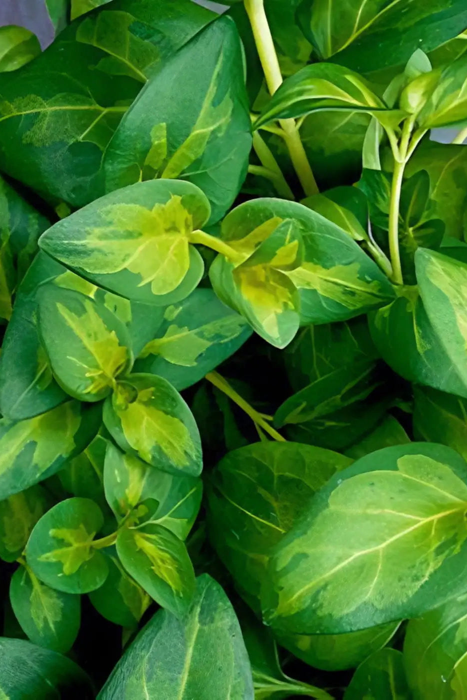 Vinca Maculata Green Gold up close ©Clesen Wholesale