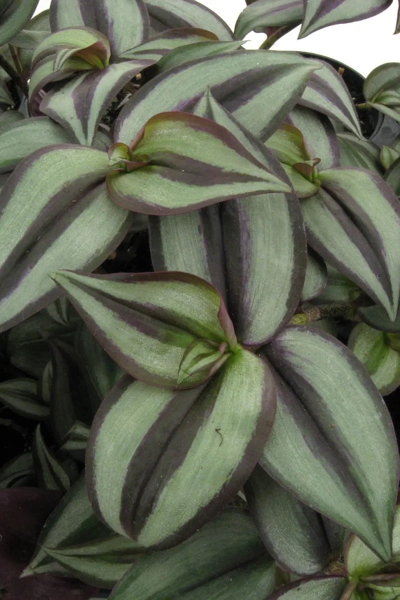 The silver green and purple striped leaves of Tradescantia zebrina ©Clesen Wholesale