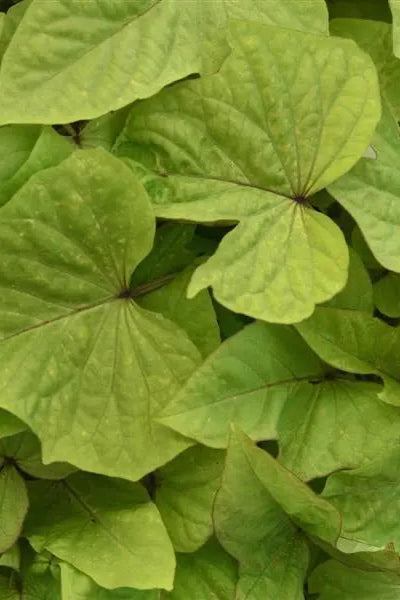 Ipomoea 'Spotlight Lime Heart' up close ©Clesen Wholesale