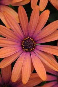 Osteospermum 'Serenity Bronze' flowers up close ©Clesen Wholesale