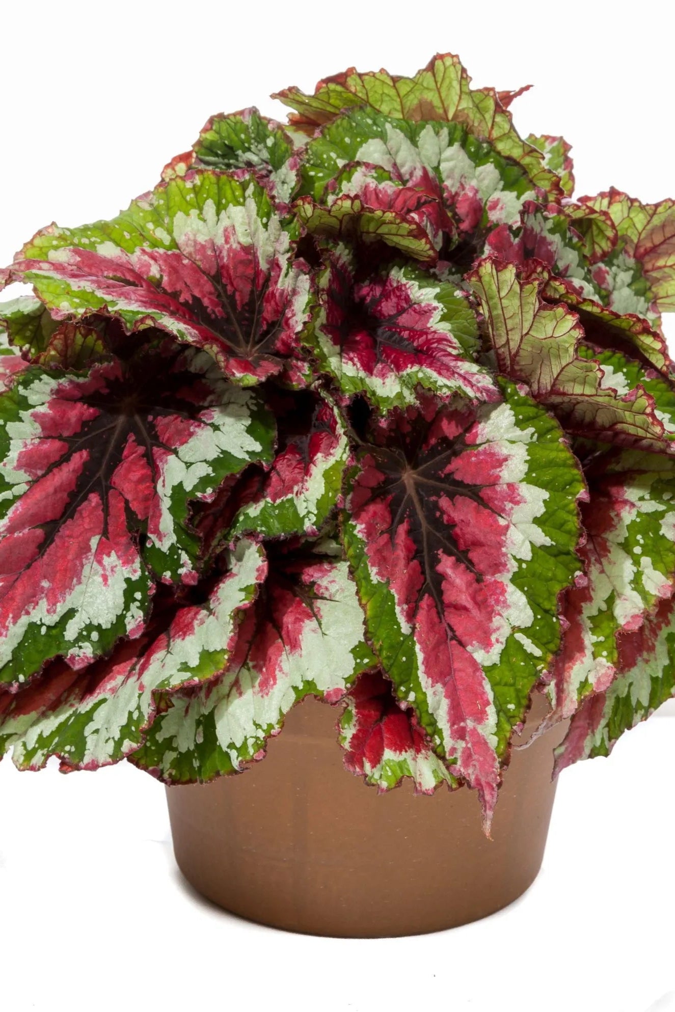Begonia rex-cultorum 'Shadow King Sherbert' ©Clesen Wholesale