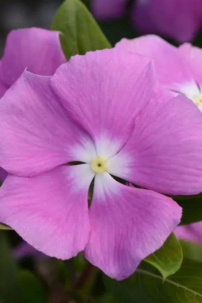 Vinca 'Cora XDR Orchid' up close ©Clesen Wholesale