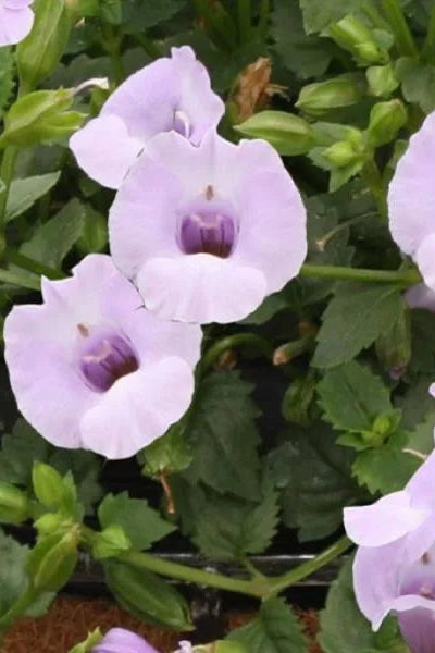 Torenia 'Summer Wave Large Silver' in bloom and up close ©Clesen Wholesale