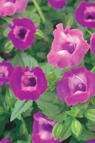 Torenia 'Summer Wave Large Amethyst' in bloom and up close ©Clesen Wholesale