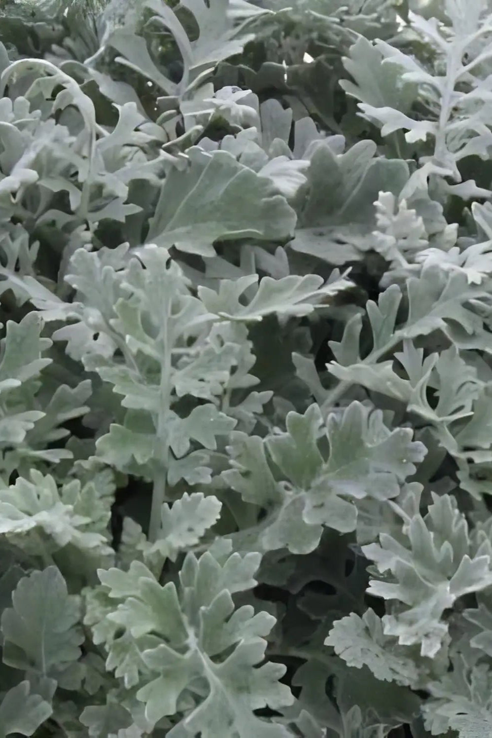 Dusty Miller 'Silver Dust' up close ©Clesen Wholesale