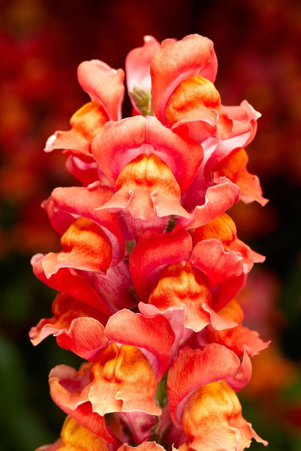 Snapdragon 'Snaptastic Orange Flame' in bloom and up close ©Clesen Wholesale