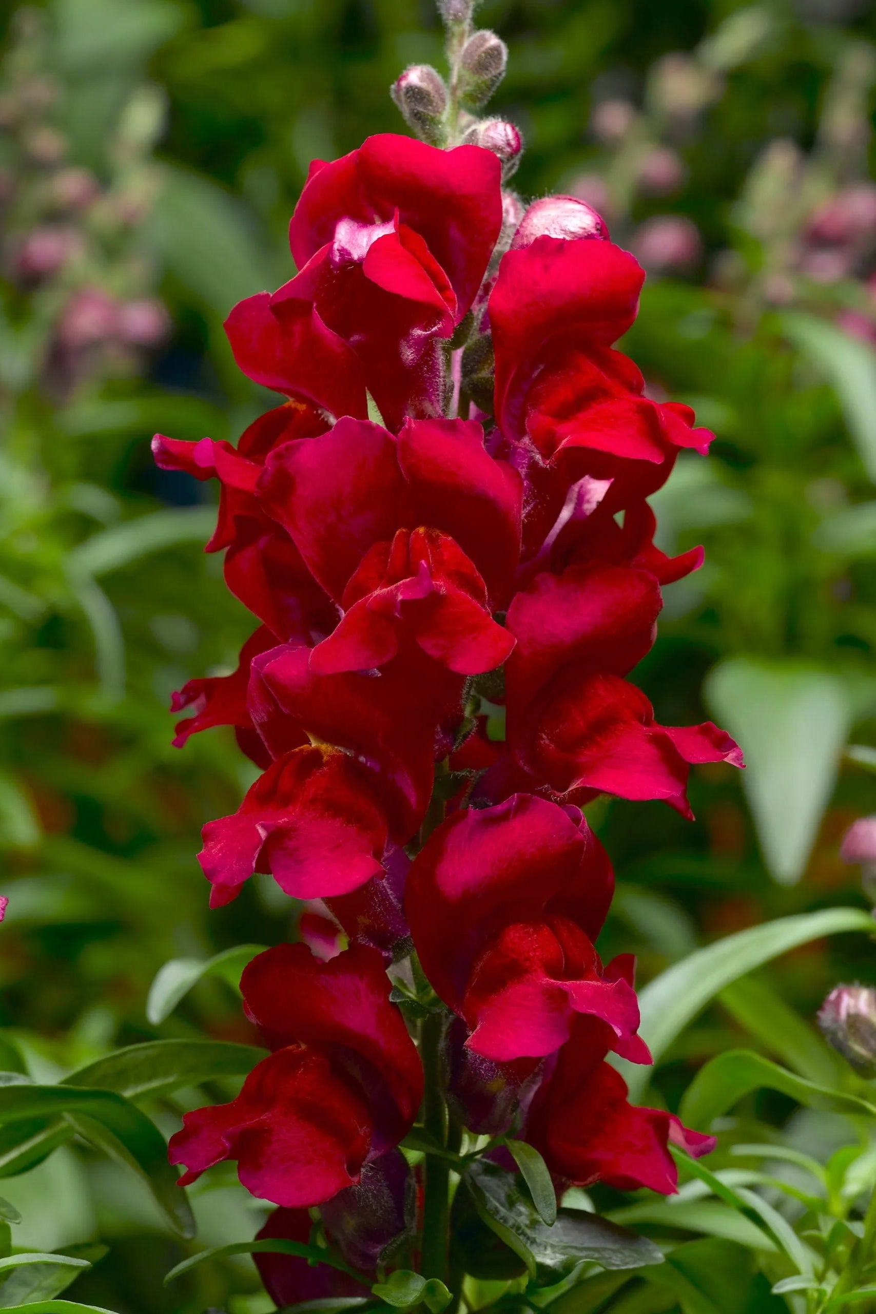 Snapdragon 'Snaptastic Red' in bloom and up close ©Clesen Wholesale