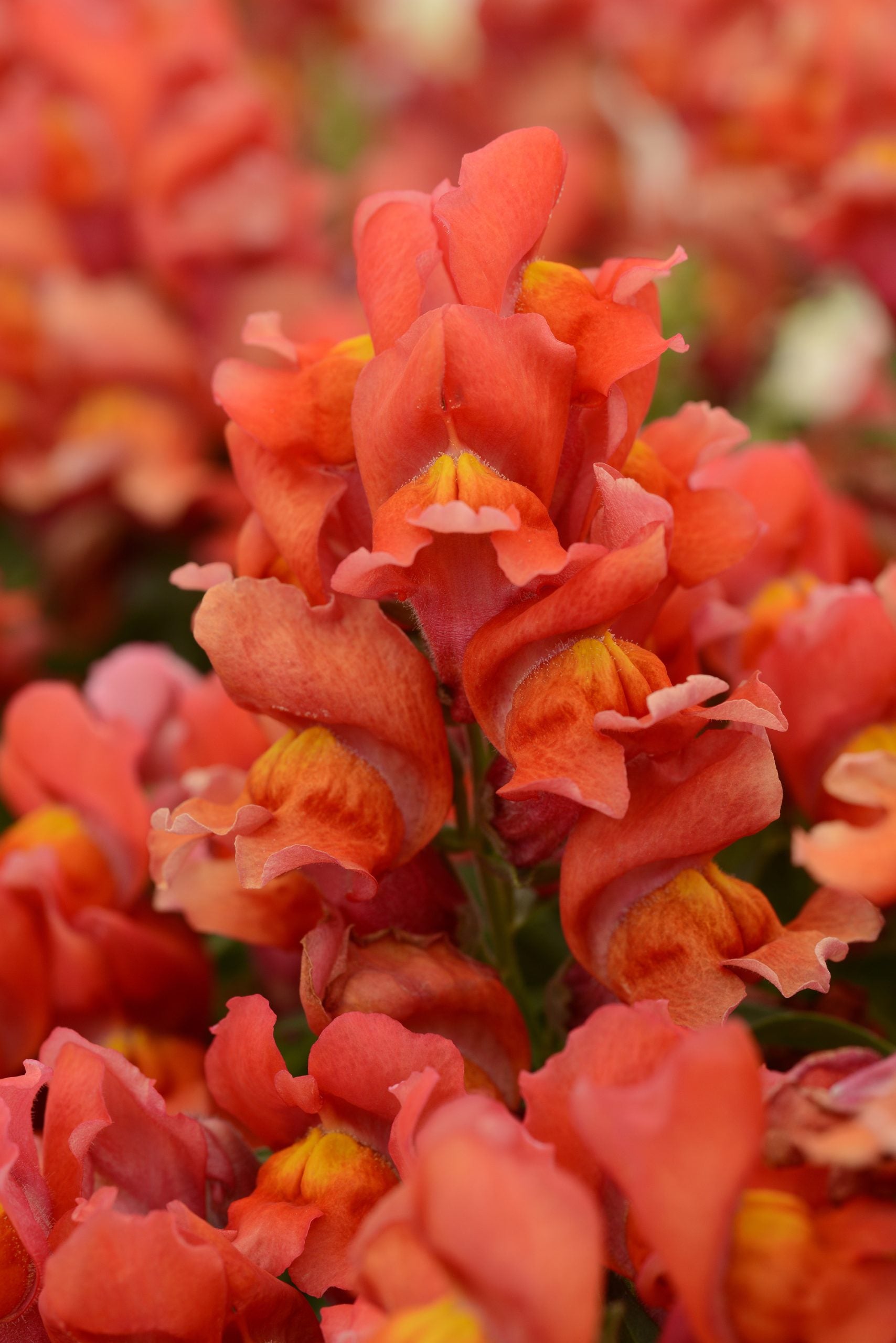 Snapdragon 'Snapshot Orange' in bloom and up close ©Clesen Wholesale