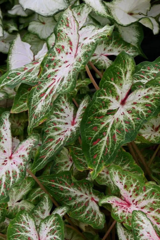 Caladium 'Gingerland' up close with its white and green with speckled red leaves ©Clesen Wholesale
