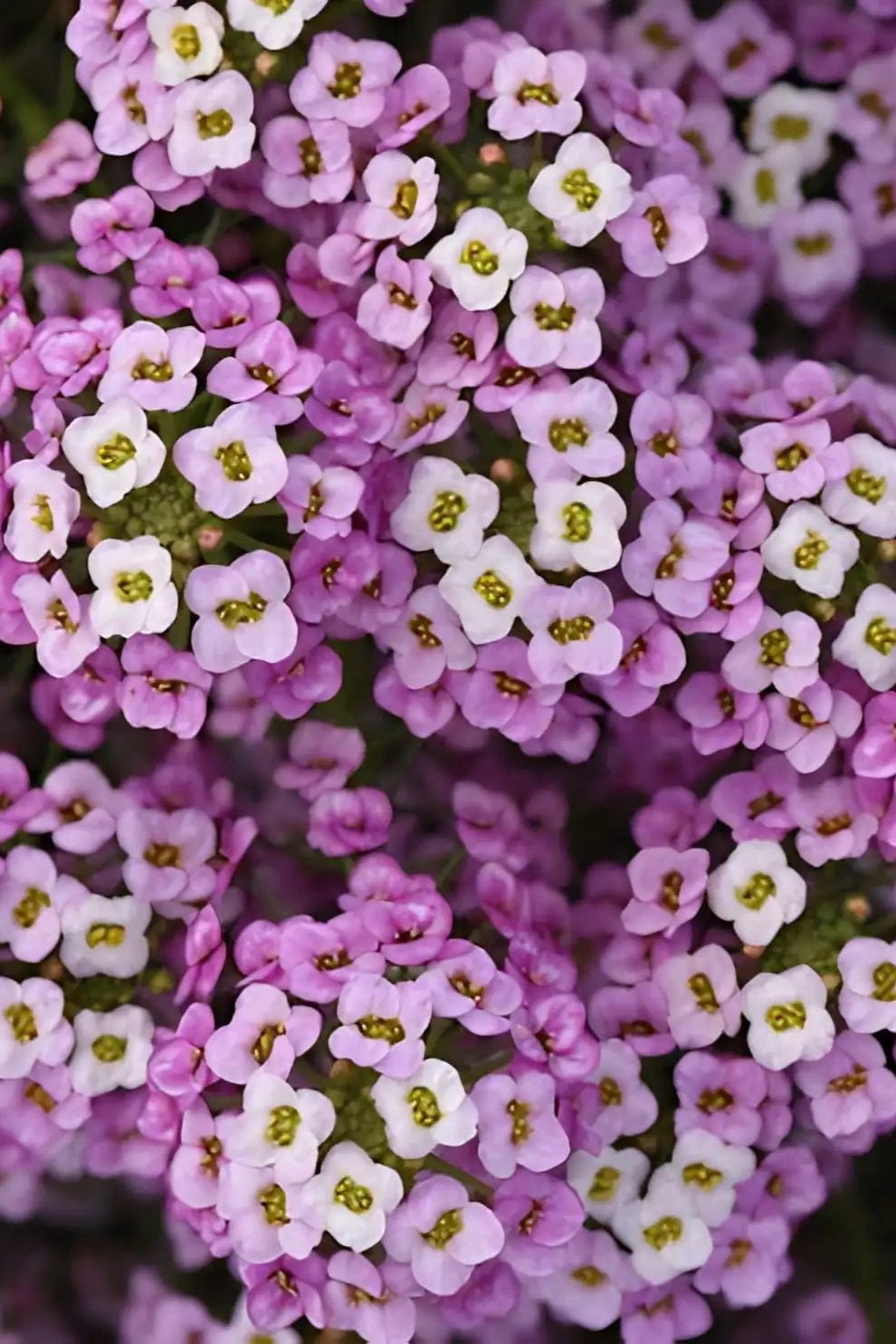 Lobularia 'Easy Breezy Pink' flowers up close ©Clesen Wholesale