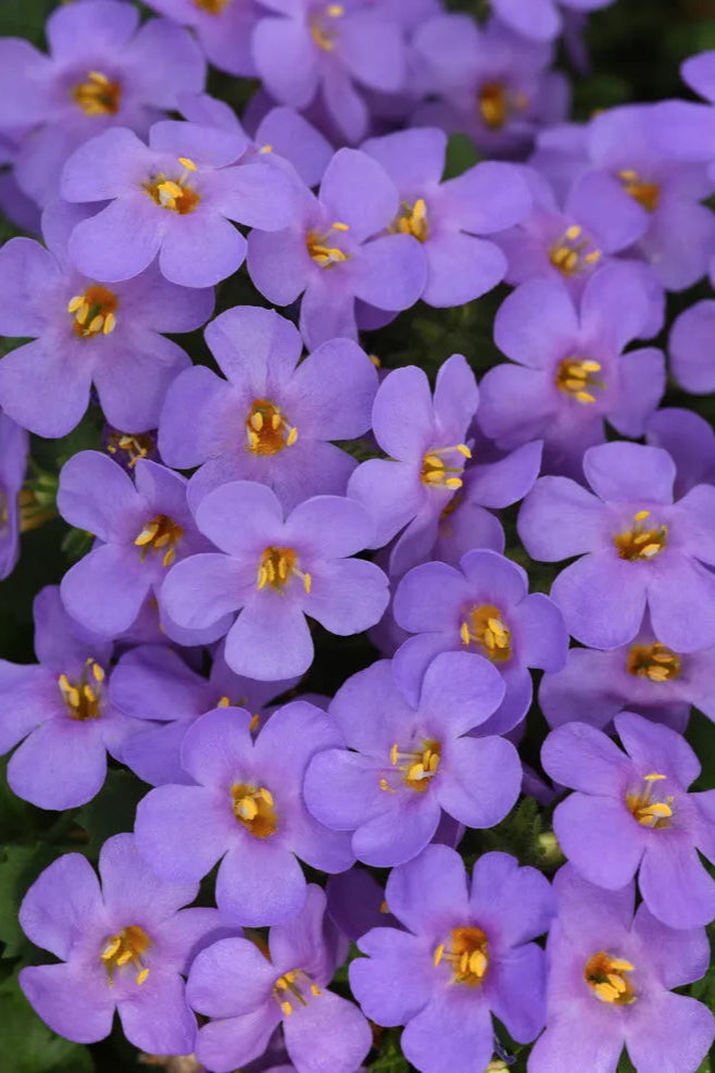 up close detail of Bacopa ' Big Falls Blue' flowers in bloom ©Clesen Wholesale