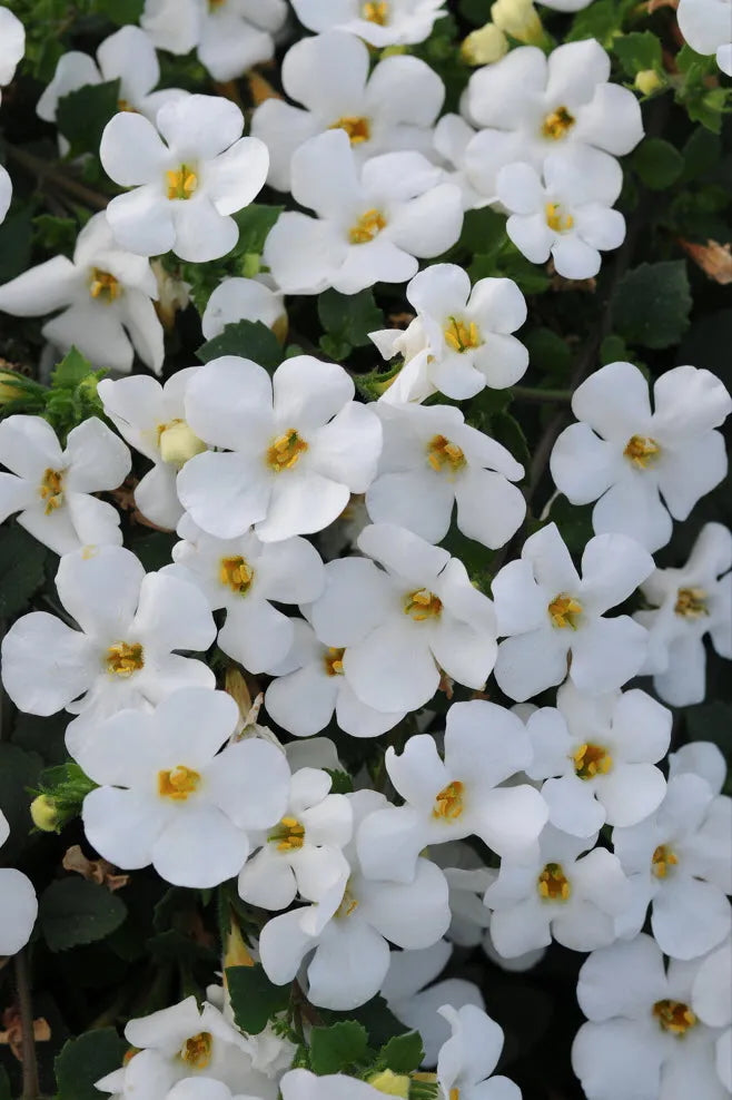 up close detail of Bacopa ' Big Falls White' flowers in bloom ©Clesen Wholesale