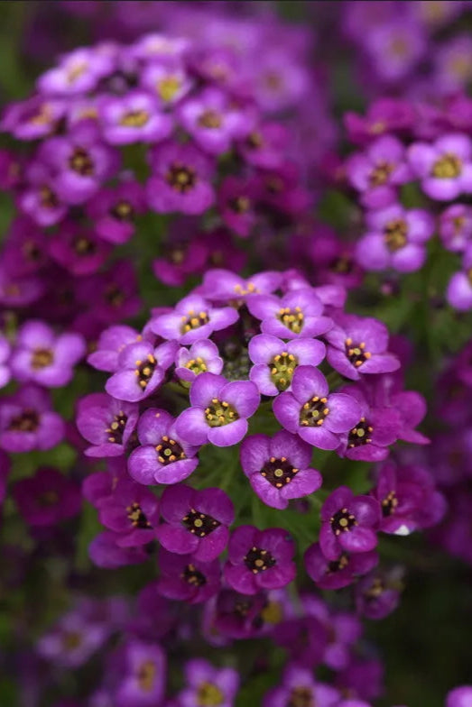 Lobularia 'Easy Breezy Purple' flowers up close ©Clesen Wholesale
