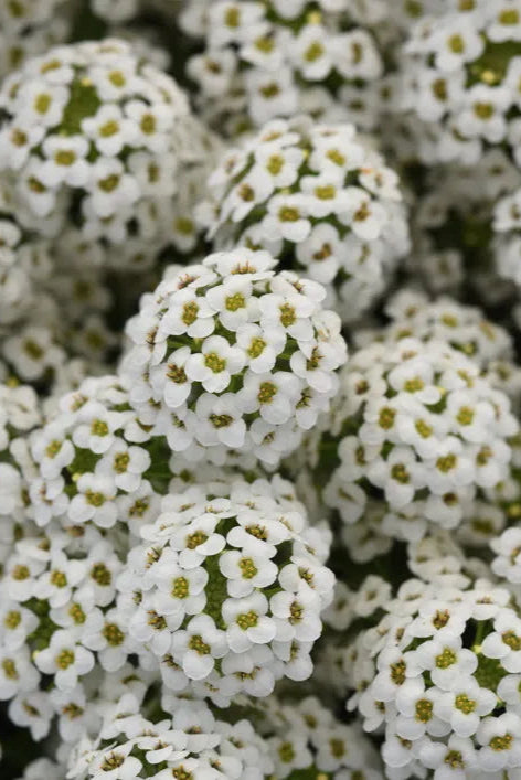 Lobularia 'Easy Breezy White' flowers up close ©Clesen Wholesale