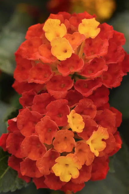 Lantana 'Shamrock Red' flowers in bloom up close ©Clesen Wholesale