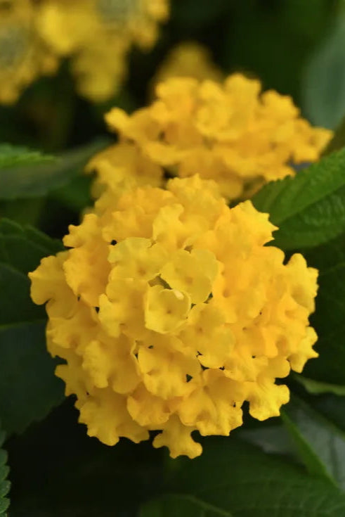Lantana 'Lucky Yellow' flowers in bloom up close ©Clesen Wholesale