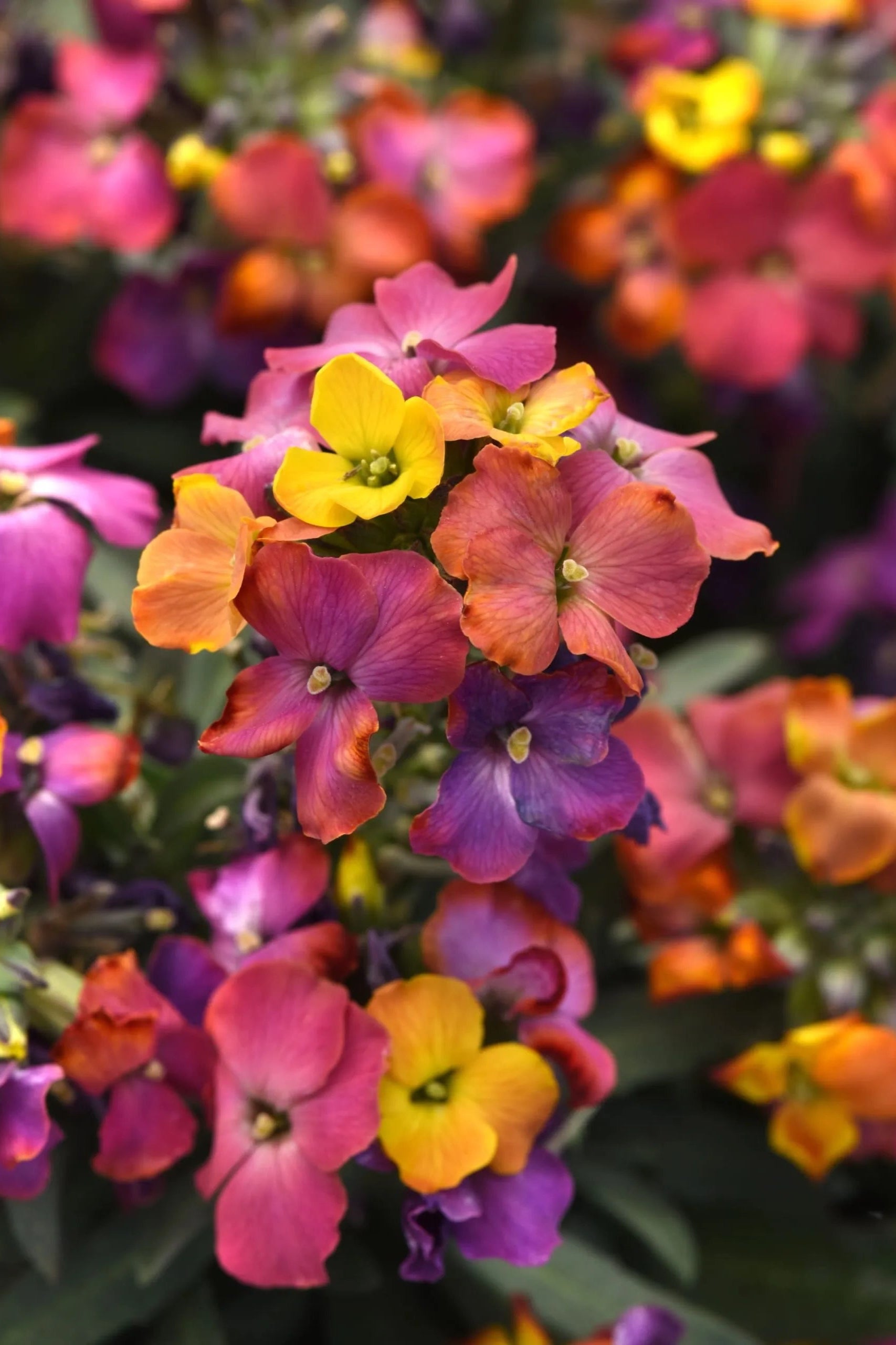 a close up image of the multicolored flowers of the Erysimum 'Brightside Magenta Glow' annual ©Clesen Wholesale