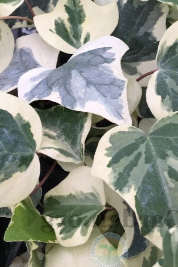 Algerian Ivy Variegated up close ©Clesen Wholesale