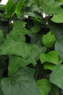 Algerian Ivy Green up close ©Clesen Wholesale