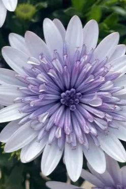 Osteospermum '4D Blue Ice' flowers up close ©Clesen Wholesale