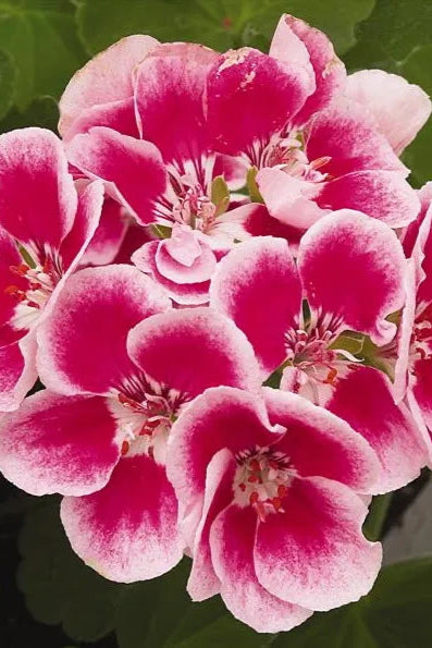 Geranium 'Maestro Idol Light Pink Parfait' blooming and up close ©Clesen Wholesale