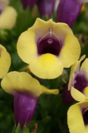 Torenia 'Summer Wave Bouquet Gold' in bloom and up close ©Clesen Wholesale