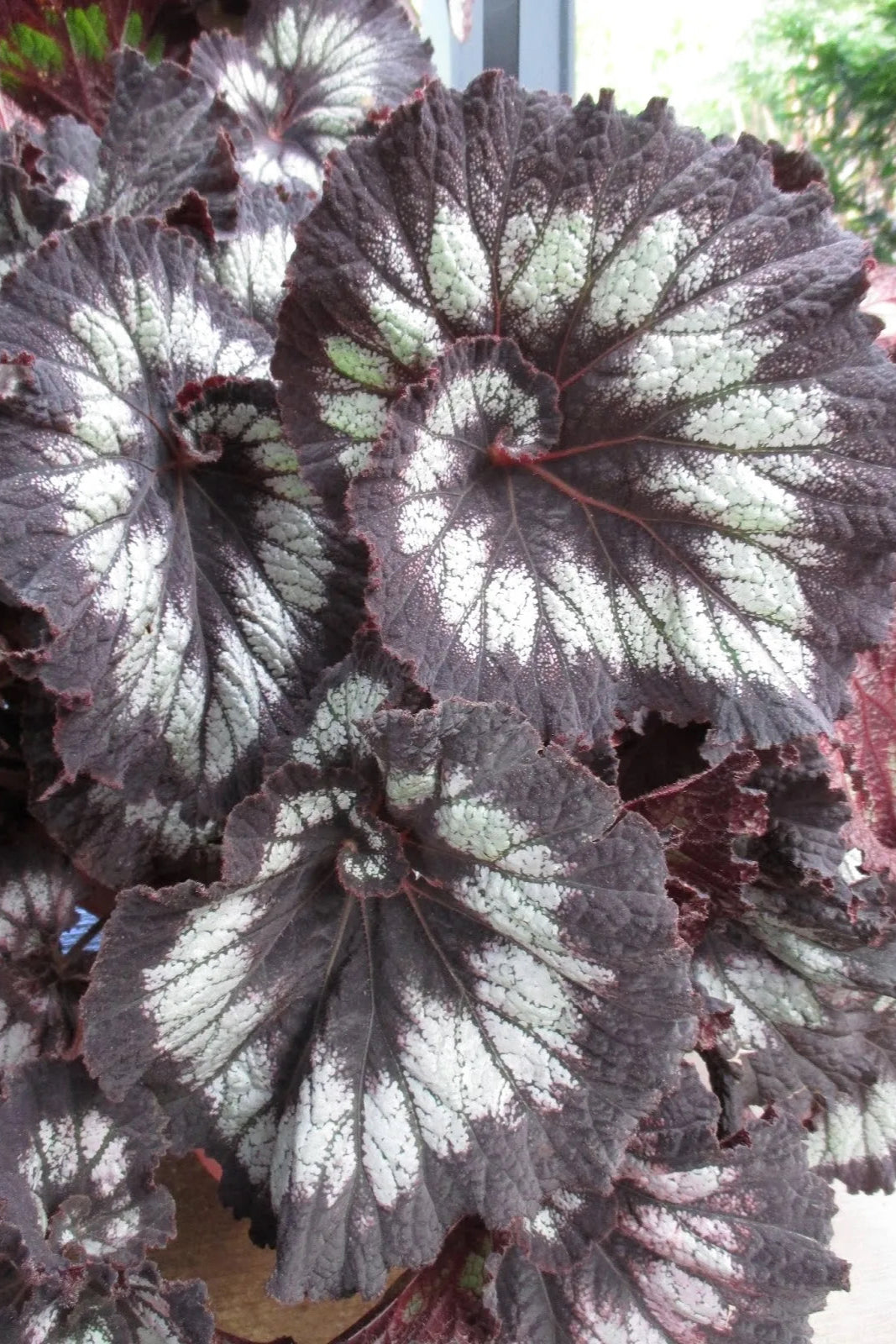 Begonia rex-cultorum 'Jurassic Silver Swirl' ©Clesen Wholesale