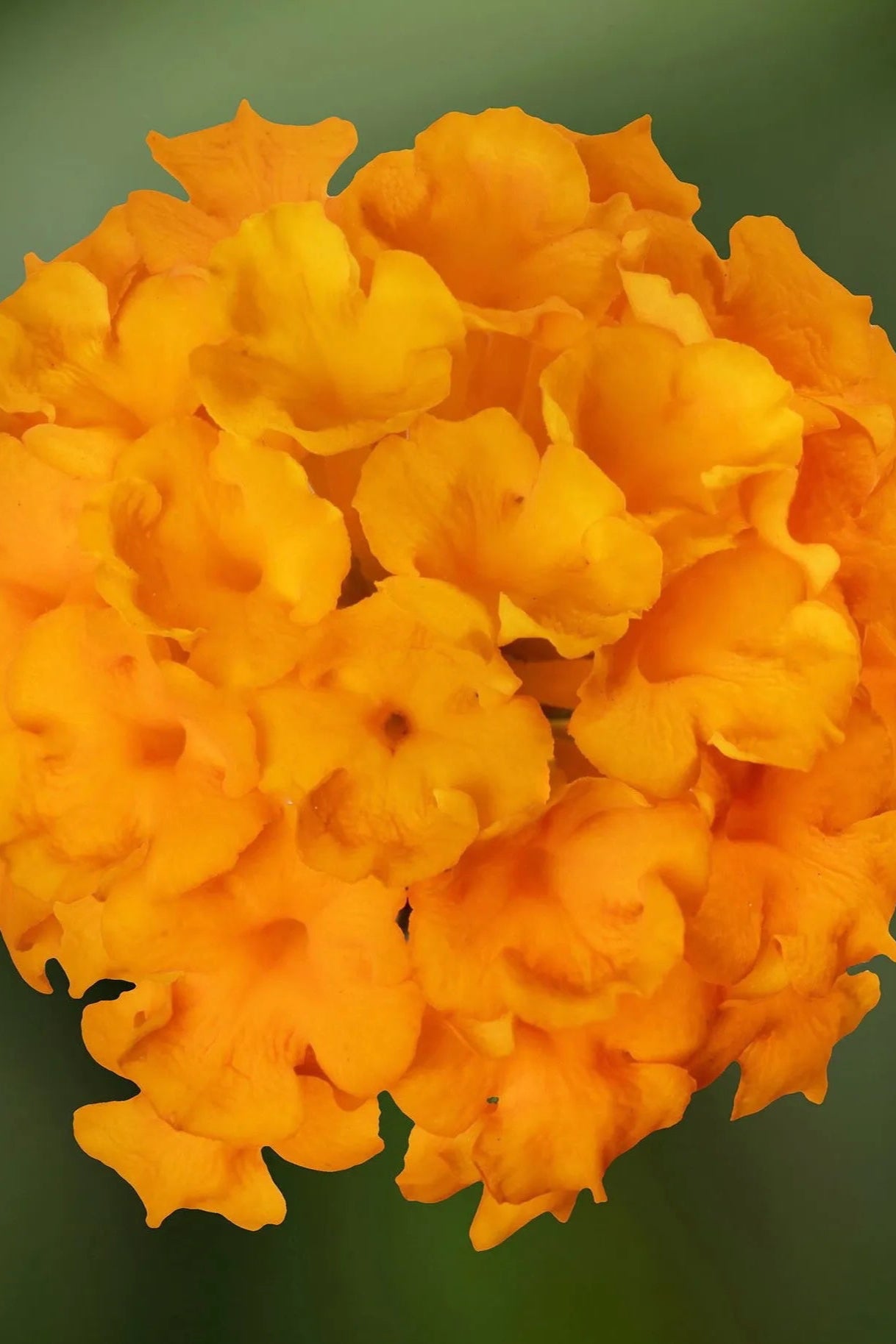 Lantana 'Bandana Landscape Gold' flowers in bloom up close ©Clesen Wholesale