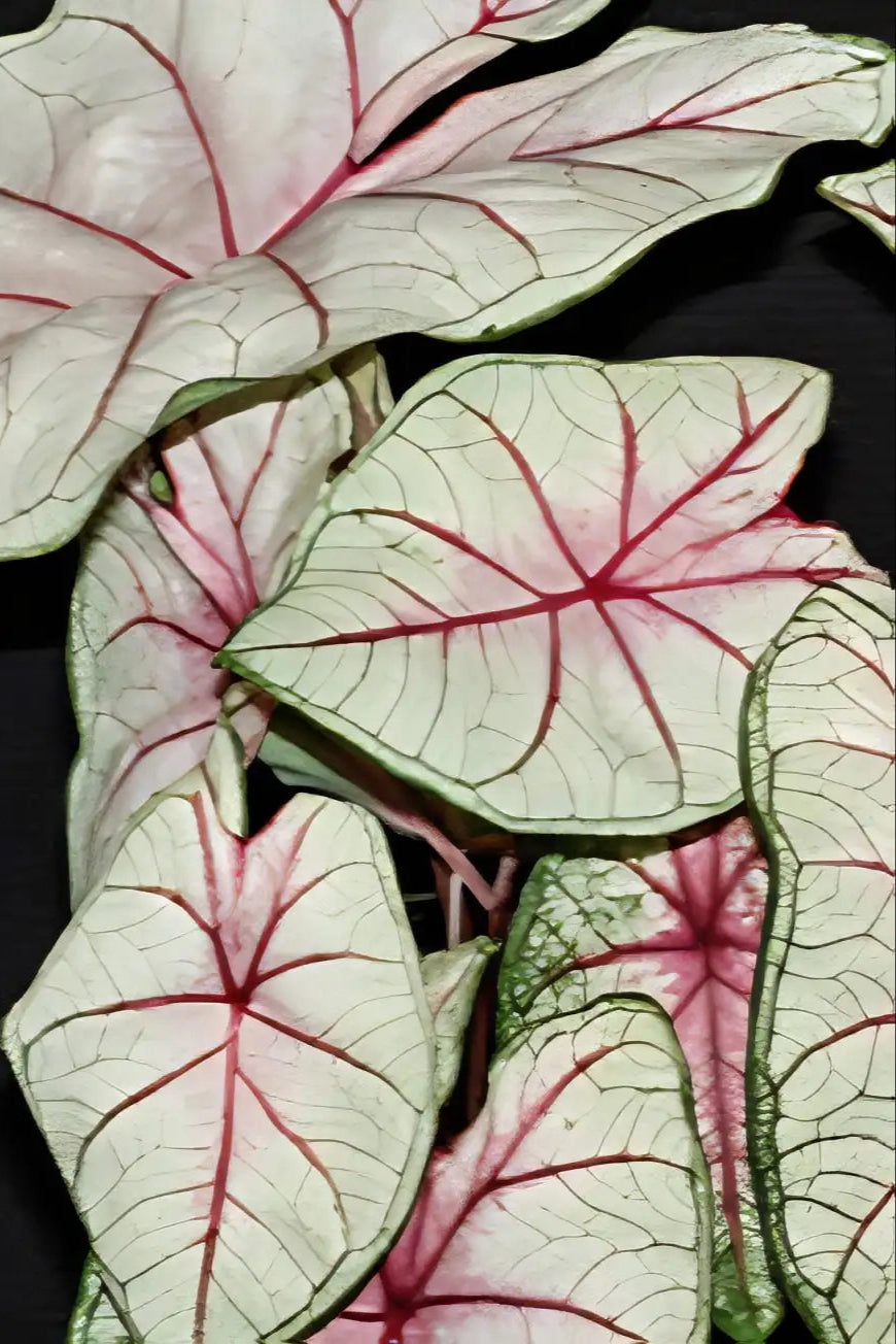 Caladium 'Summer Breeze' up close with its white leaves and green and pink veining ©Clesen Wholesale
