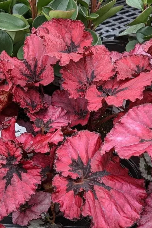 Begonia rex-cultorum 'Jurassic Heartbeat' ©Clesen Wholesale