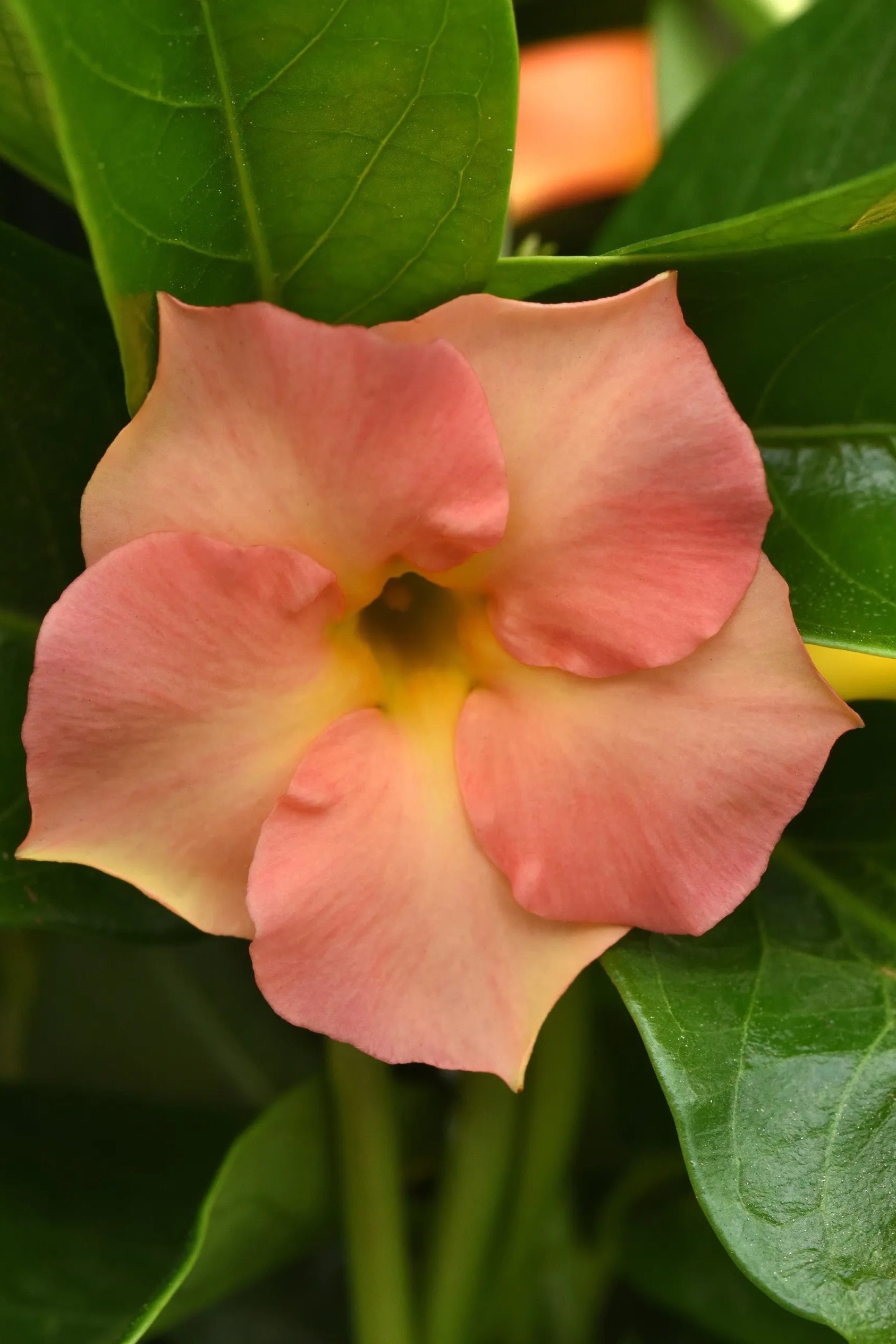 Dipladenia 'Tropica Unica Coral' flower up close ©Clesen Wholesale