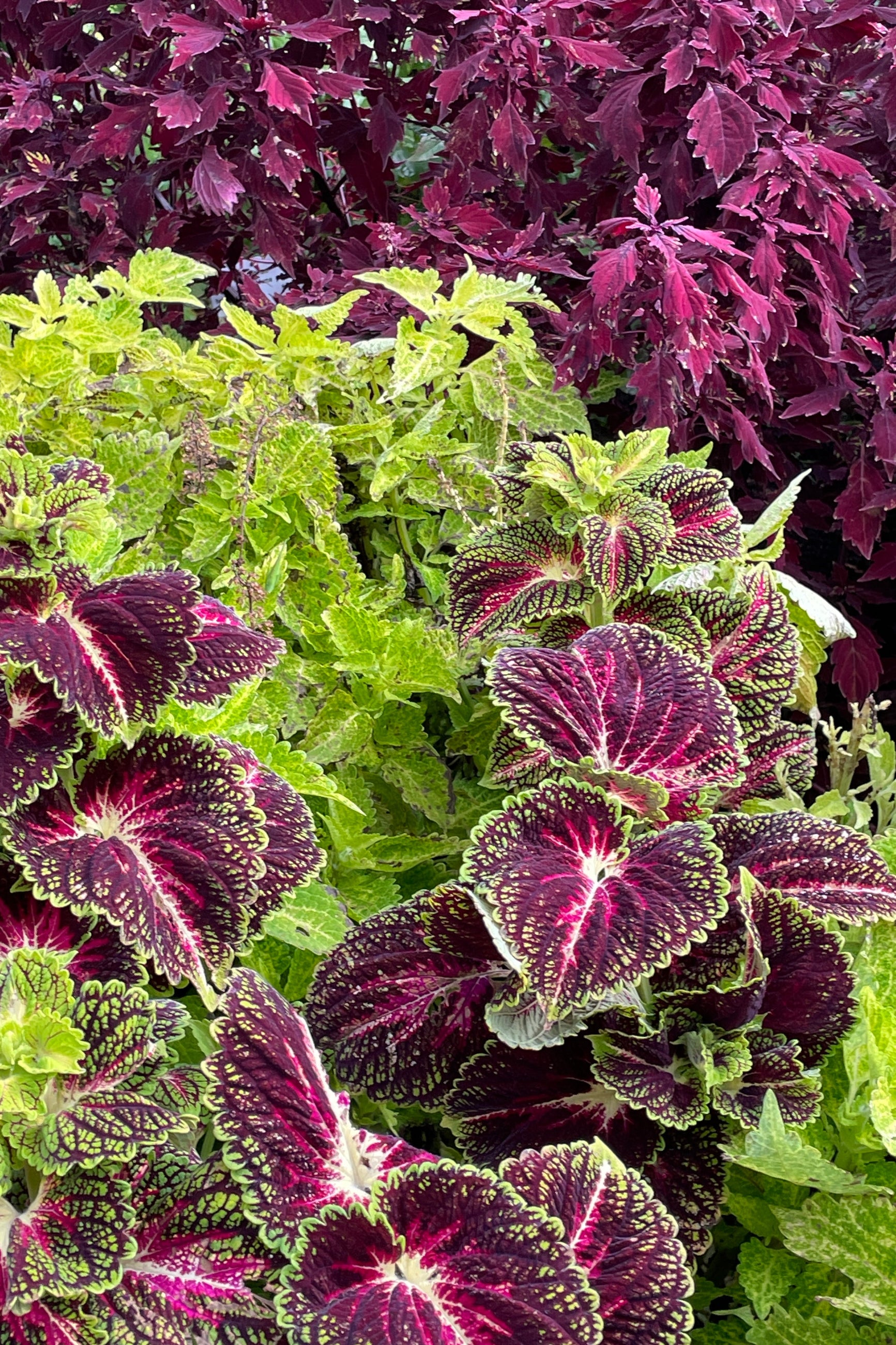 A group of various Coleus varieties up close, in October ©Sprout Home