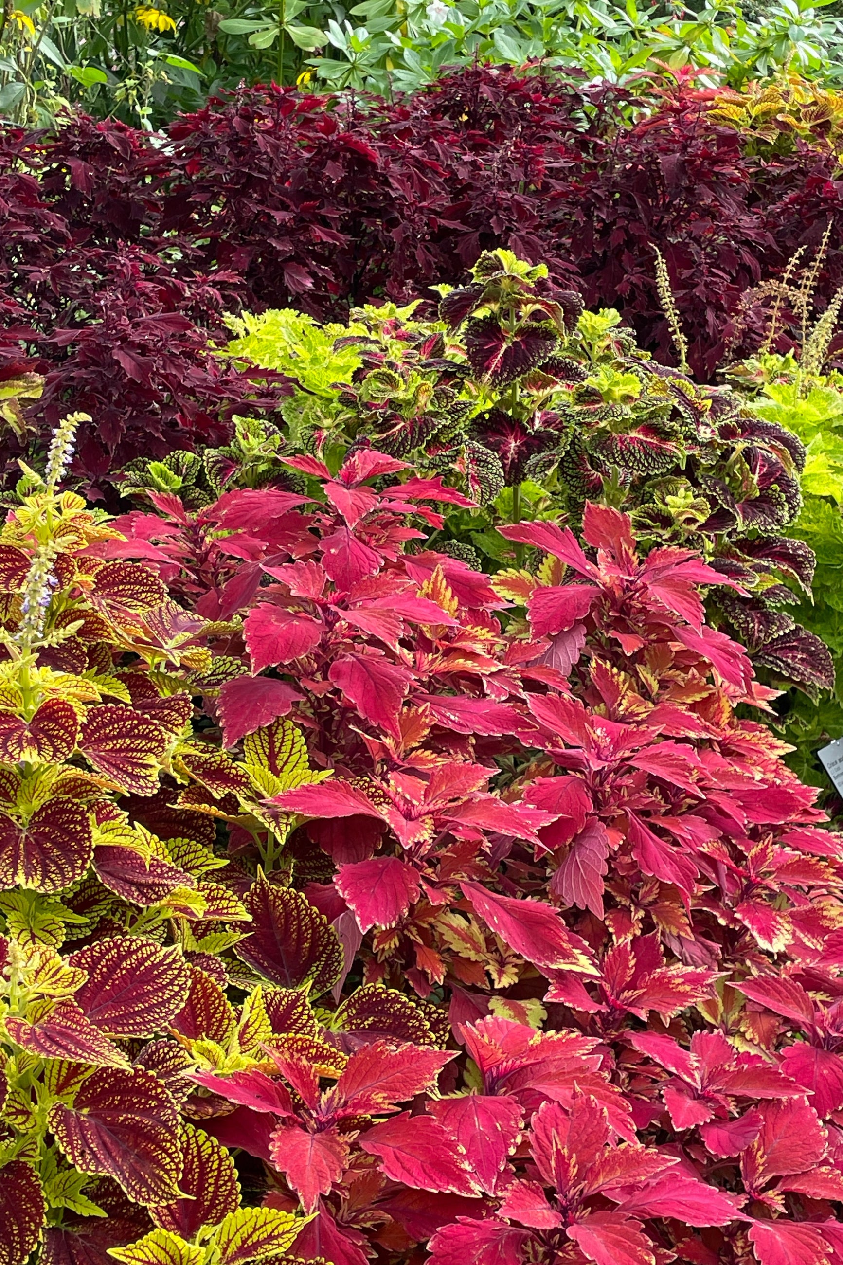 A group of various Coleus varieties in October ©Sprout Home