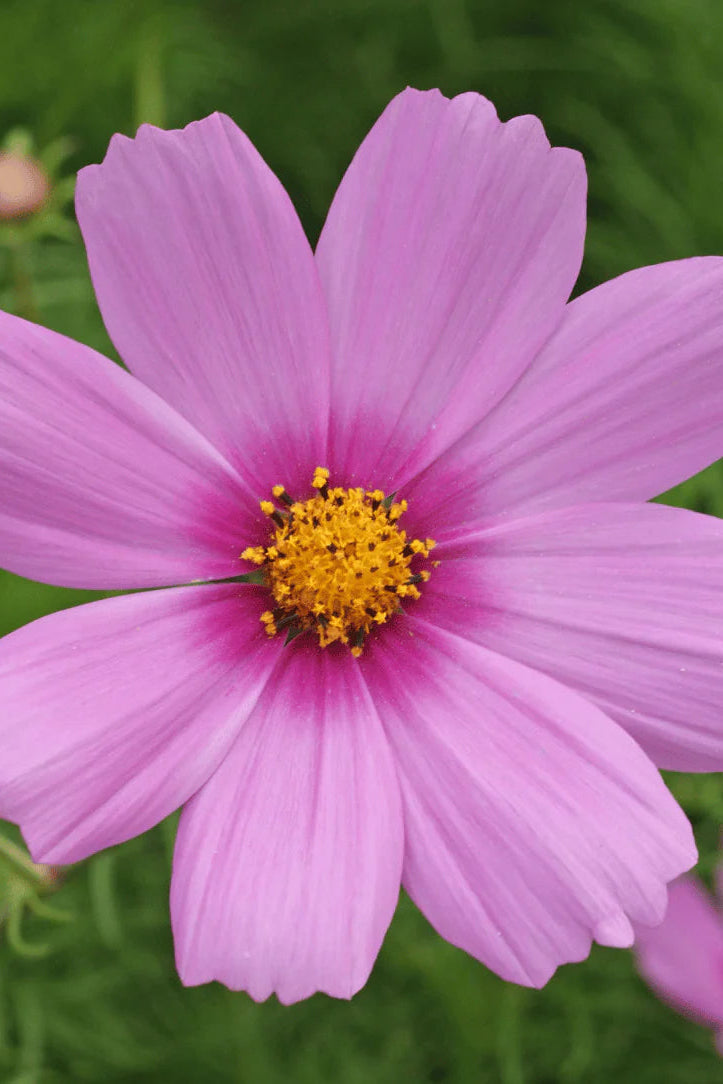 Close-up of a pink cosmos flower with a yellow center on a green background ©Hudson Valley Seed Co.