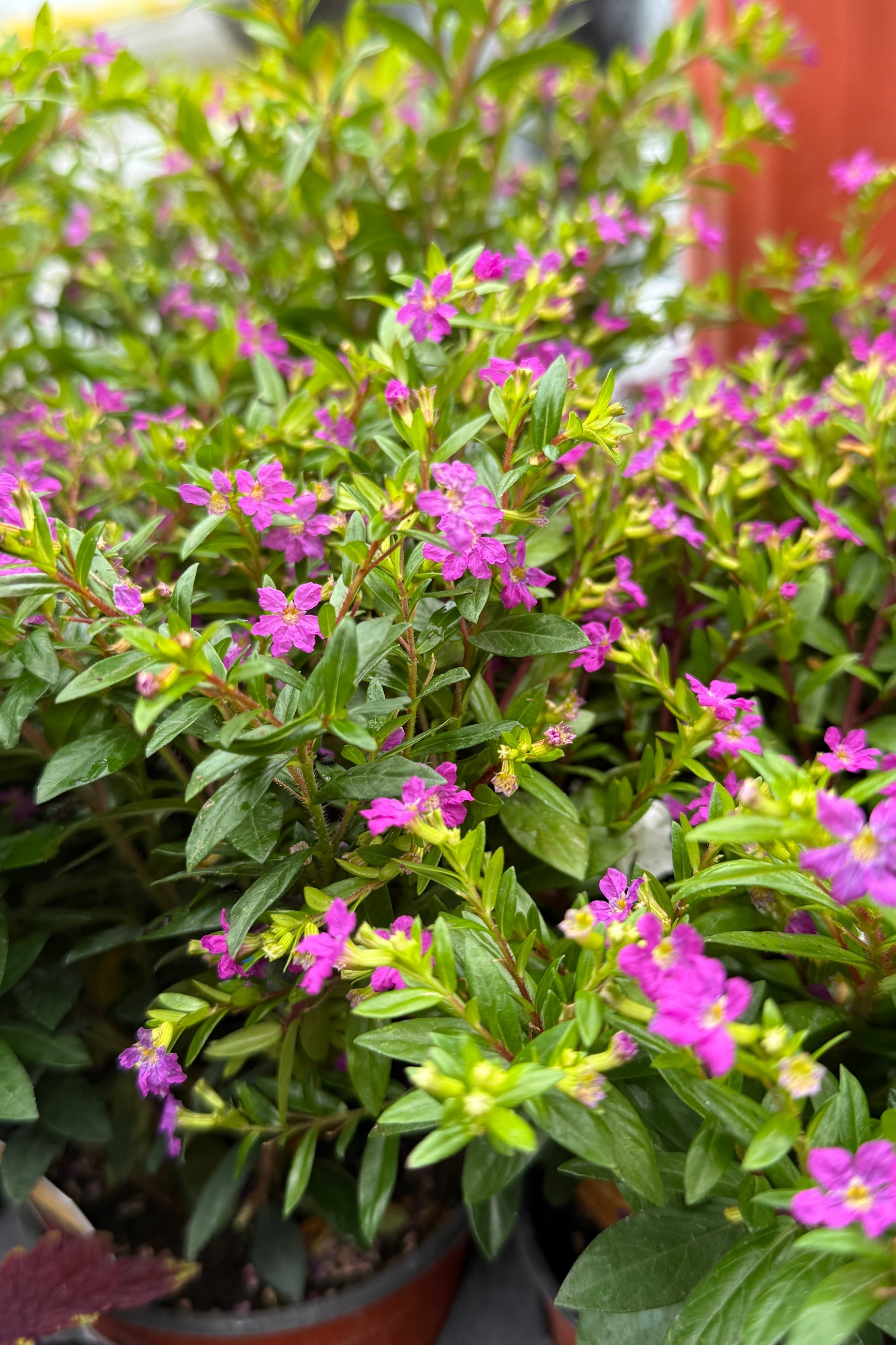 plant cuphea Cuphea Floriglory (assorted) 4.5