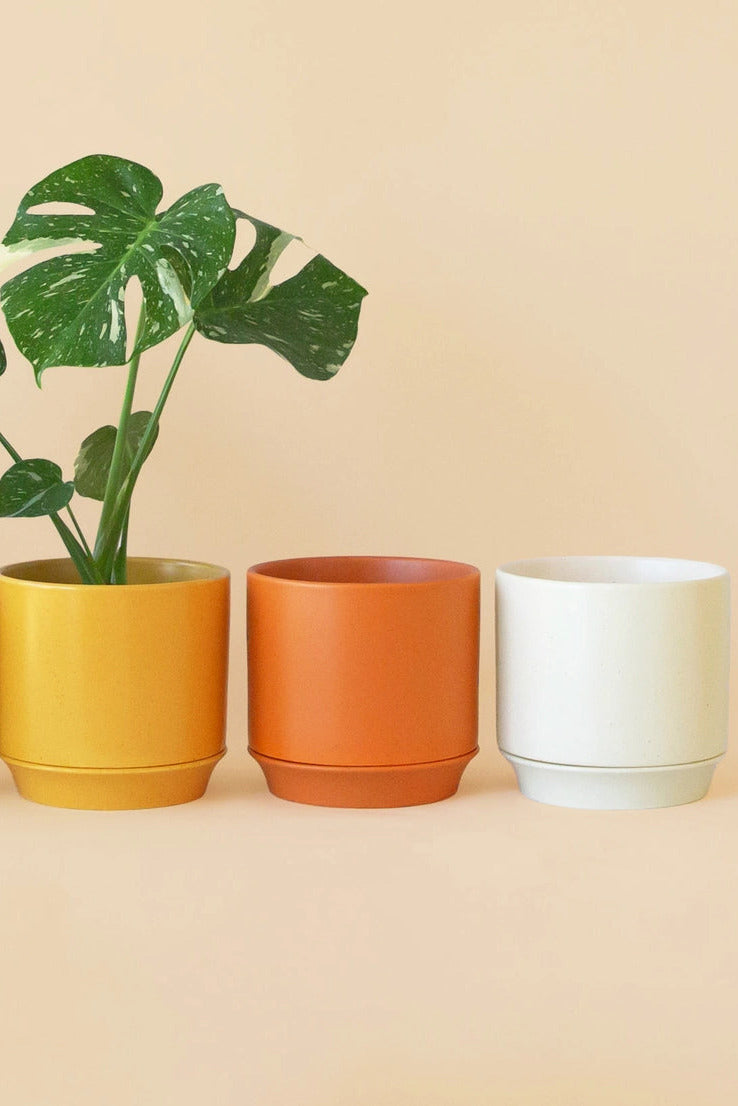 colorful Parker plant pots with a green plant on a beige background ©Jungle Club