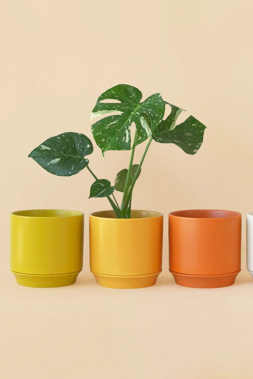 Parker Planter Honey Speckle with Trivet kand a variegated Monstera ©Jungle Club