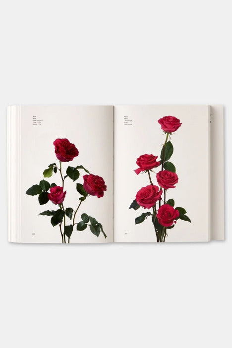 Open Flower Color Guide with illustrations of red roses on a white background ©Phaidon