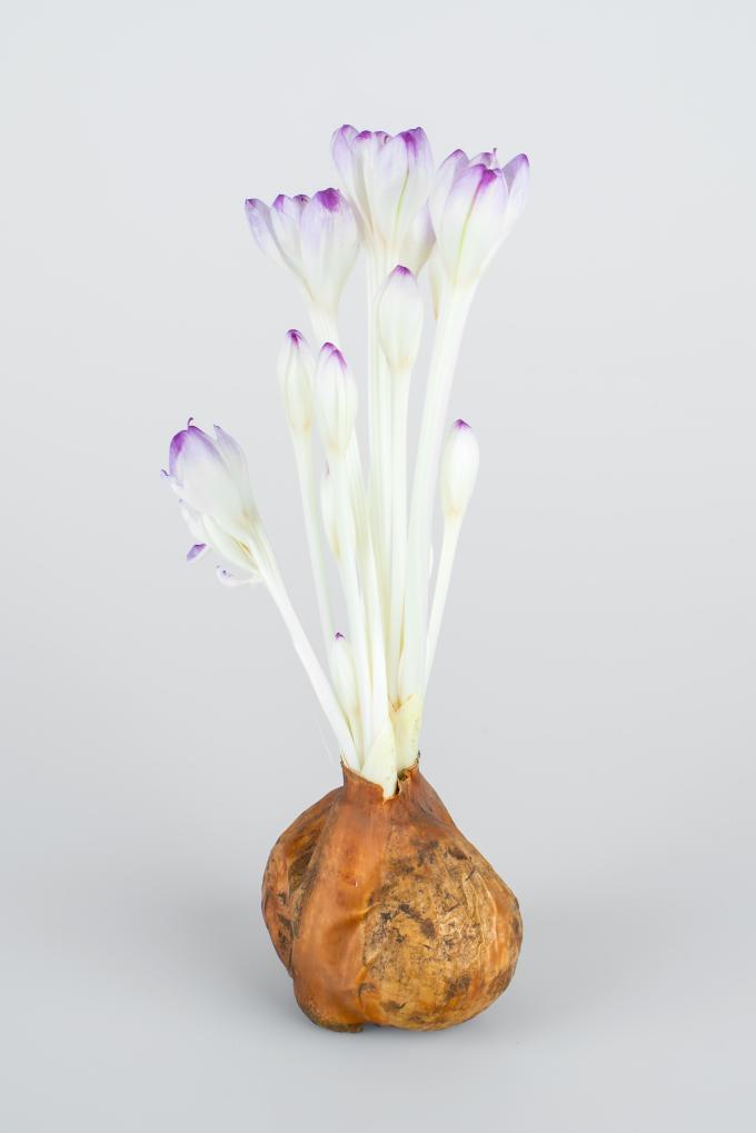 Colchicum 'The Giant' Bulb in bloom with purple and white on a light gray background ©De Vroomen