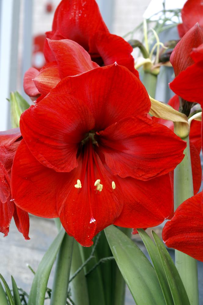 Close-up of Hippeastrum (Amaryllis) 'Red Lion' Bulb bright red amaryllis flower with green leaves. ©De Vroomen