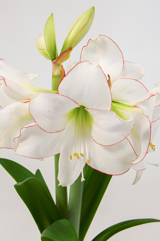 Hippeastrum (Amaryllis) 'Picotee' large white with red edges flower ©De Vroomen