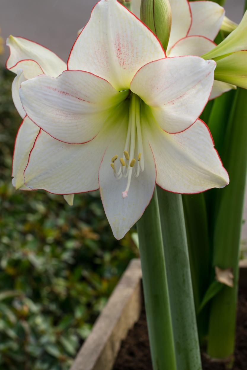 Hippeastrum (Amaryllis) 'Picotee' large white with red edges flower ©De Vroomen