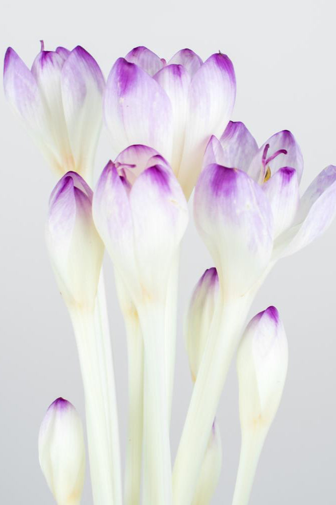 Colchicum 'The Giant' Bulb flowers in bloom and close up on a light gray background ©De Vroomen