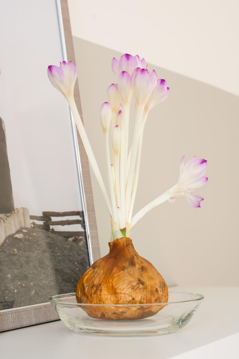 Colchicum 'The Giant' Bulb in bloom sitting on a glass dish with purple and white on a light gray background ©De Vroomen