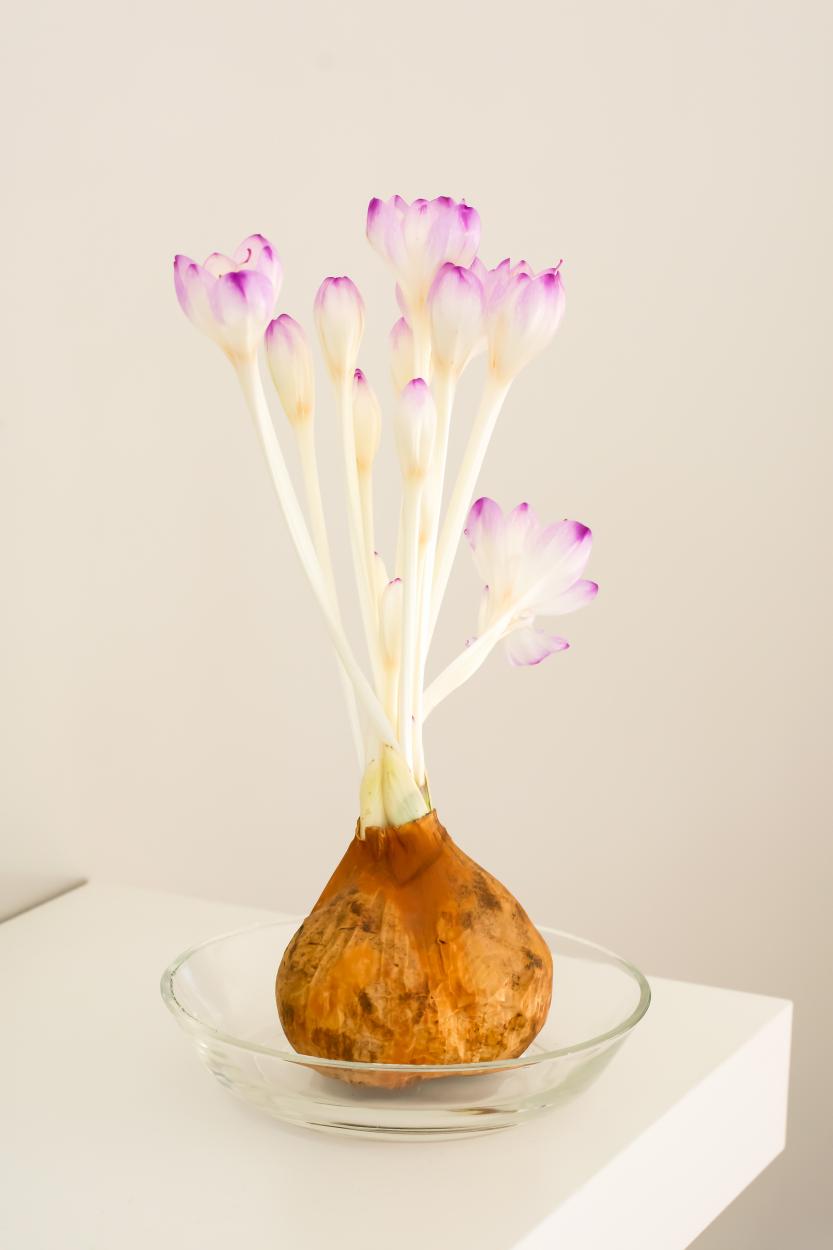 Colchicum 'The Giant' Bulb in bloom and sitting on a clear glass dish with purple and white on a light gray background ©De Vroomen