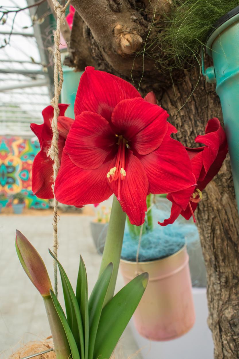 'Red Lion' amaryllis flower with green leaves in a pot, hanging from a tree branch. ©De Vroomen