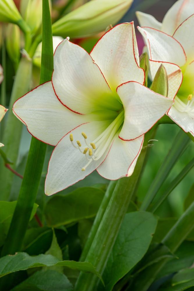 Hippeastrum (Amaryllis) 'Picotee' large white with red edges flower ©De Vroomen