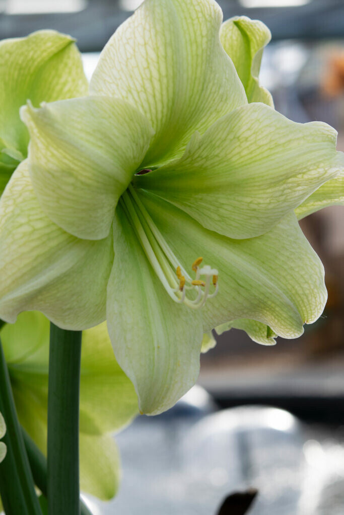 Hippeastrum (Amaryllis) 'Fantasy' bulb in bloom and up close showing the yellow cream to green petals ©De Vroomen