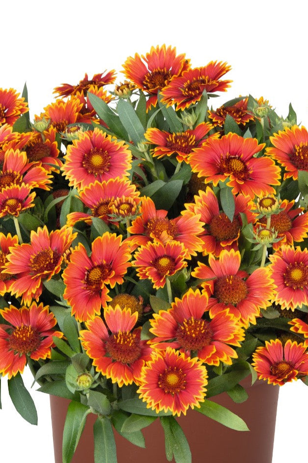 Gaillardia 'Spin Top Orange Halo Improved' in bloom ©Dummen North America